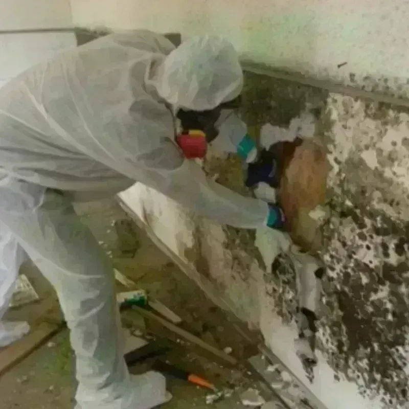 Mold Remediation and Removal in Shackle Island, TN